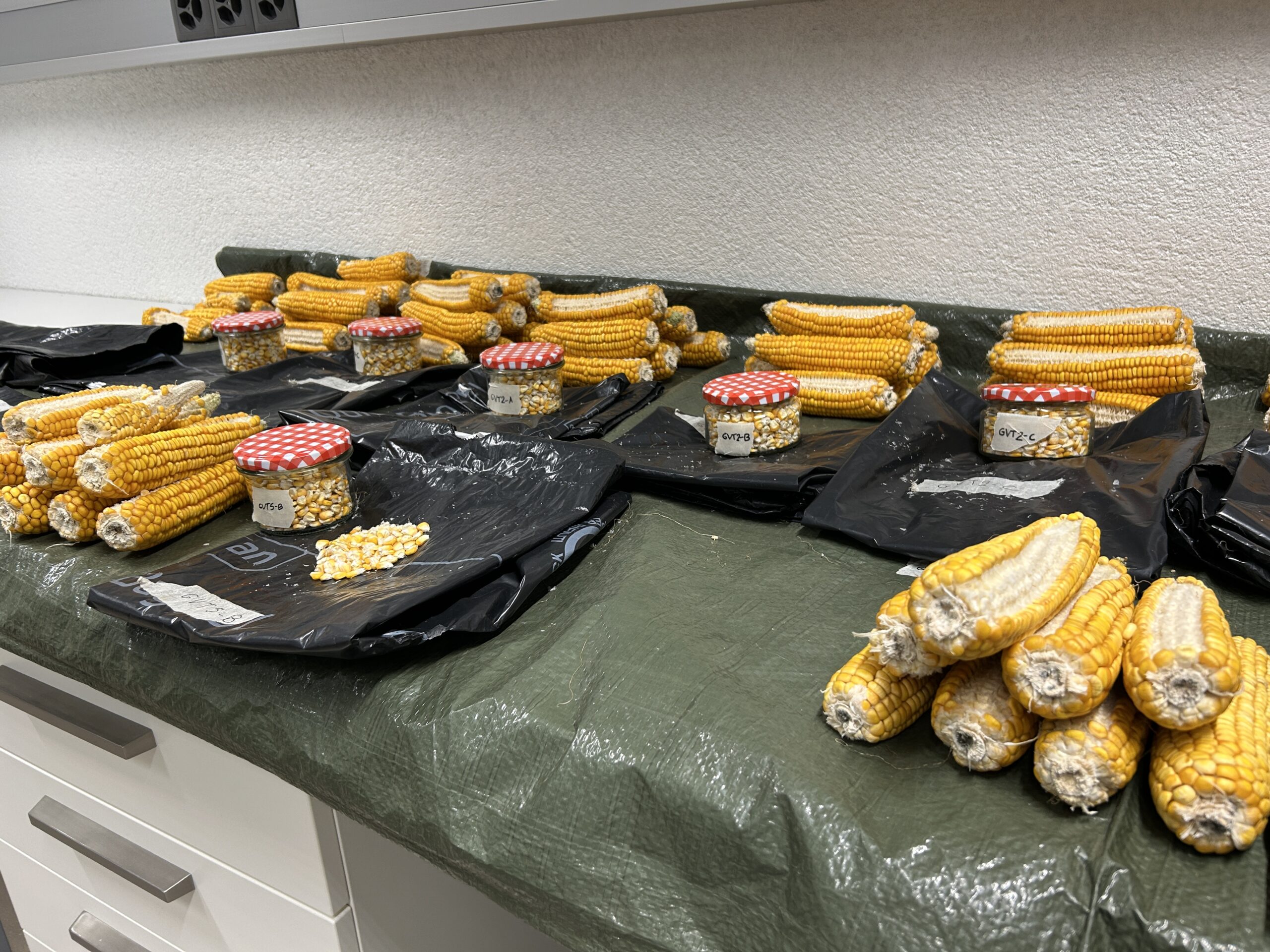2025 SOIL Corn
